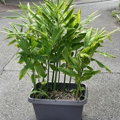 ミョウガ　プランター込み　みょうがの画像