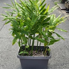 ミョウガ　プランター込み　みょうがの画像