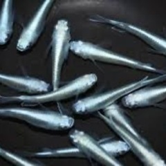 幹之メダカ稚魚の画像