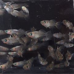 終了⭐️ 白姫メダカ　⭐️ 35匹　　お買い得です✨の画像