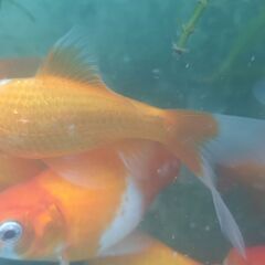 金魚あげます!!!　大事に飼ってくれる方の画像