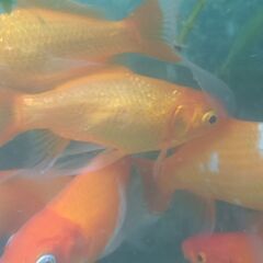 金魚あげます!!!　大事に飼ってくれる方の画像