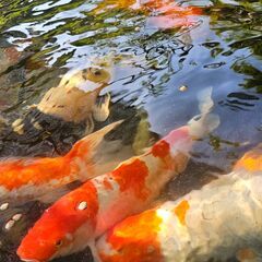 錦鯉　60cm～　全部まとめて購入でも構いません