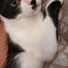 4カ月　子猫