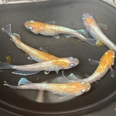 王彗華メダカ 若魚 2ペア