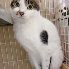 行き場を失った3にゃんずのうちのサバ白（白多めちゃん）エリザベス...