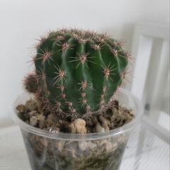 観葉植物　耐寒性サボテン🌵短毛丸