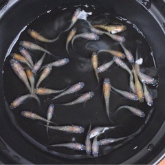 終了⭐️ 黄桜系メダカ　40匹⭐️ お買い得です✨の画像