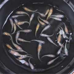 終了⭐️ 黄桜系メダカ　40匹⭐️ お買い得です✨の画像