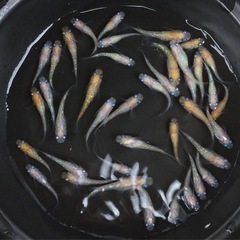 終了⭐️ 黄桜系メダカ　40匹⭐️ お買い得です✨の画像