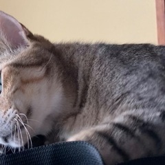 去勢手術済み　オス　ものすごく人懐っこく可愛い猫ちゃんです　里親...