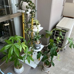 観葉植物セット(台付き)の画像