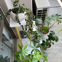 観葉植物セット(台付き)の画像