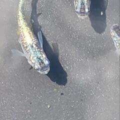 メダカ　強青ラメ　7匹
