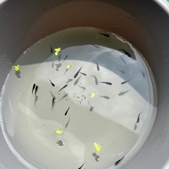 オロチメダカ 選別漏れ個体 20匹+α めだかの画像