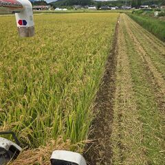 売り切れです。！ありがとうございます！　いとうさん家のお米　令和6年度　宮城県産ひとめぼれ　新米30ｷﾛ(玄米)