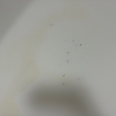 マットレス（シングル）の画像