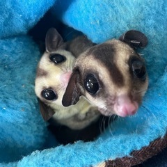 フクロモモンガ　ノーマル