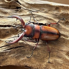 トカラノコギリクワガタ　ペア
　　の画像