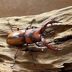 トカラノコギリクワガタ　ペア
　　の画像