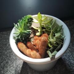①多肉植物