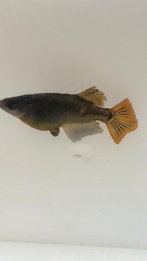 メダカ　カイジ光体型　稚魚5匹+α
