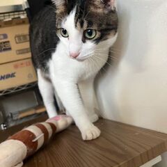 二才(お顔が整ったハンサムボーイです！イケメンですが性格は甘えん...