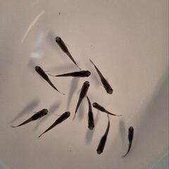 メダカセット②の画像