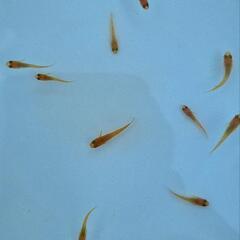 メダカセット②の画像