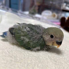 コザクラインコ シーグリーン