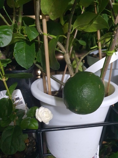 園芸 花や木、植木鉢など