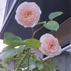 園芸 花や木、植木鉢などの画像