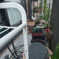 園芸 花や木、植木鉢などの画像