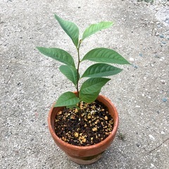 ポポーの苗