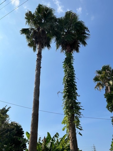 植木