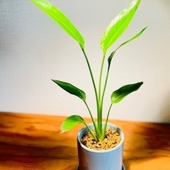 美型！トロピカルな雰囲気！存在感のあるおしゃれな観葉植物！鉢付の画像