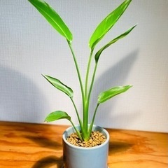 美型！トロピカルな雰囲気！存在感のあるおしゃれな観葉植物！鉢付の画像