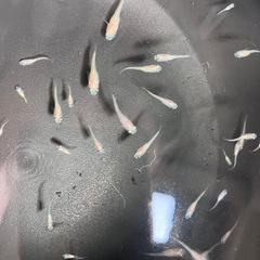 楊貴妃　メダカ めだか 稚魚 10匹 セット 500円　※レッドラムズホーン無料の画像