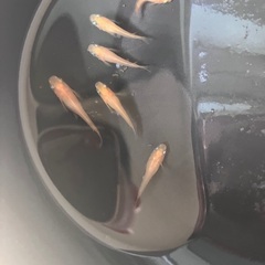 楊貴妃　メダカ めだか 稚魚 10匹 セット 500円　※レッドラムズホーン無料の画像