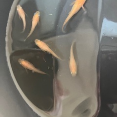 楊貴妃　メダカ めだか 稚魚 10匹 セット 500円　※レッドラムズホーン無料の画像
