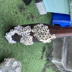 海賊の雰囲気や海鮮のフジツボオブジェと追加の写真に無いものも数個ありの画像