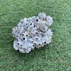 海賊の雰囲気や海鮮のフジツボオブジェと追加の写真に無いものも数個ありの画像