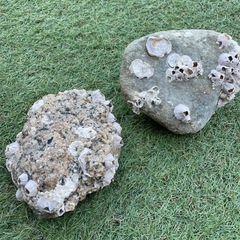 海賊の雰囲気や海鮮のフジツボオブジェと追加の写真に無いものも数個ありの画像