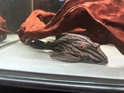 ロイヤルプレコ