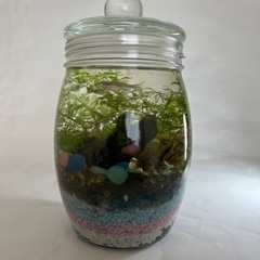 自作ボトルアクアリウム
