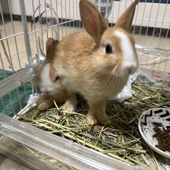 うさぎ生後1ヶ月