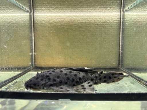 タパジョスグレイトリム