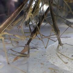 ミズカマキリの画像