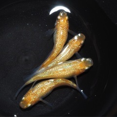 9月8日(日) Jonnobi.メダカ、水草直売所ラインナップの画像