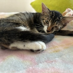 1人で参上千種くん